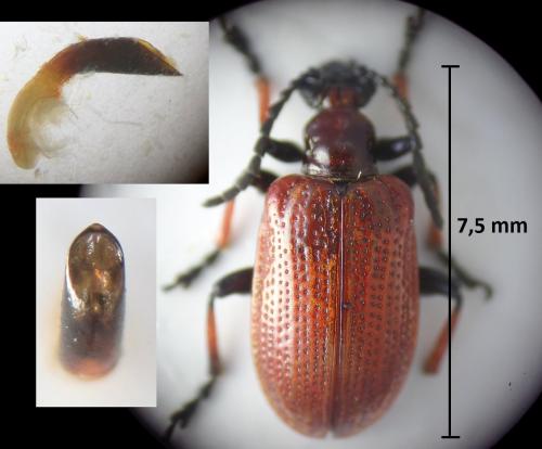 Réf. 213 346 : Lilioceris tibialis